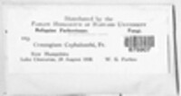 Godronia cephalanthi image